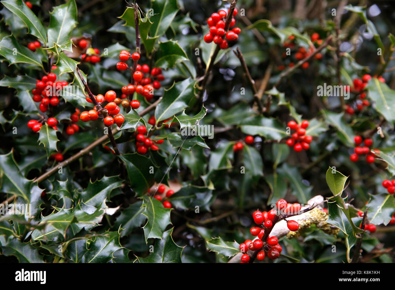 Holly Bush. Frankreich. Stockfoto