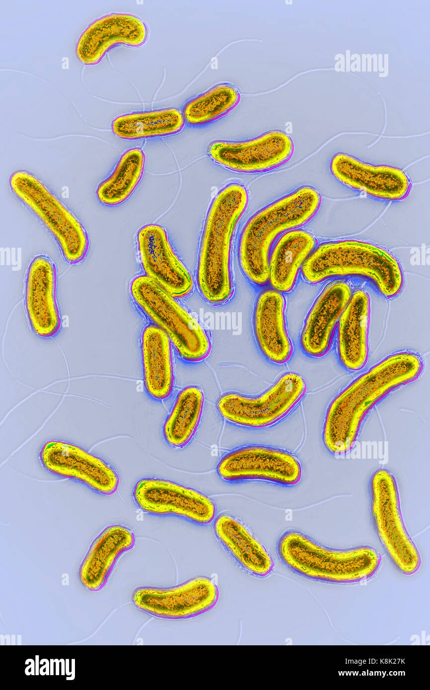 Vibrio bakterien Fotos und Bildmaterial in hoher Auflösung Alamy