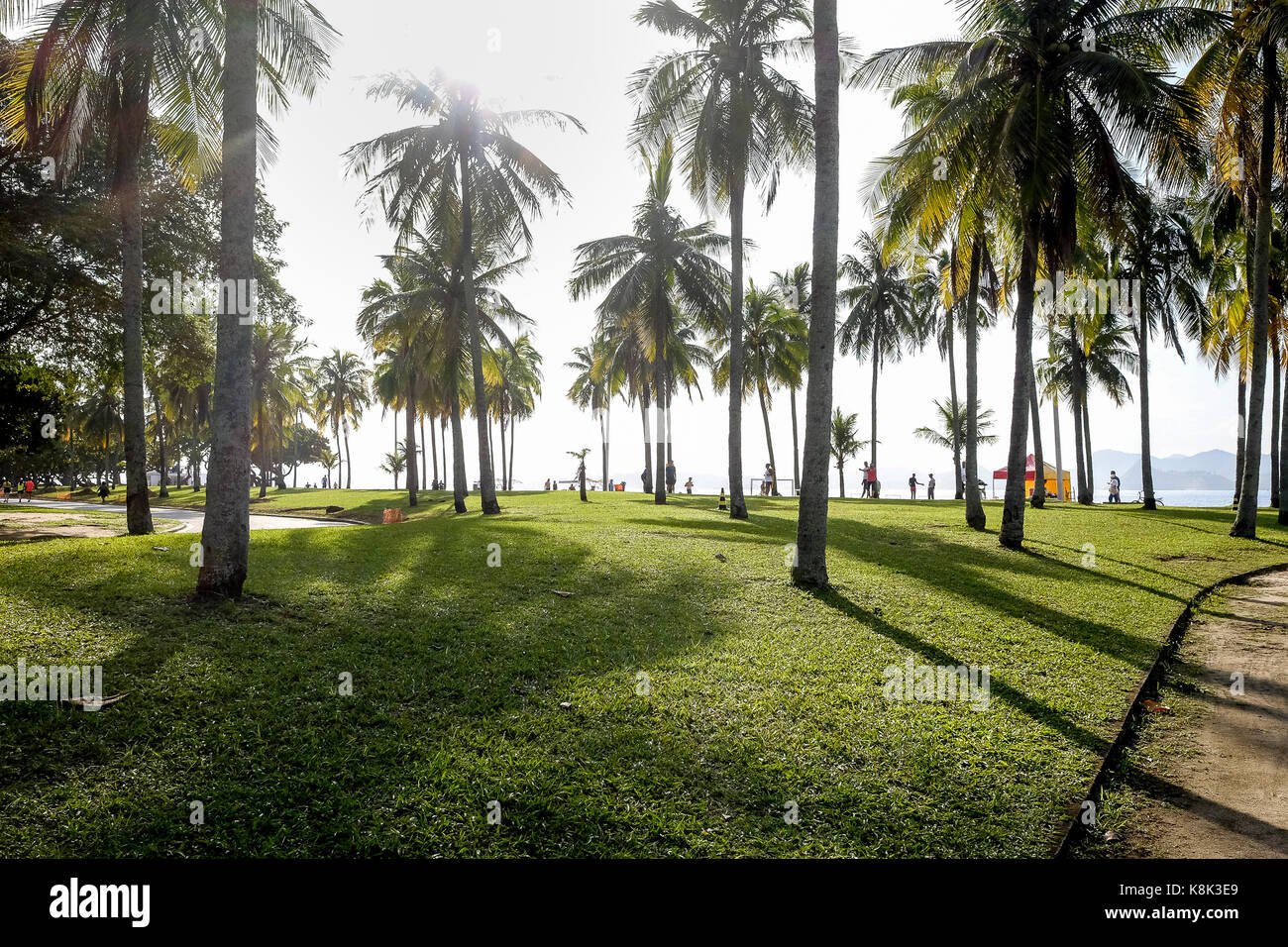 Palmen gegen die Morgensonne, schöne Schatten im Park von Flamengo, Rio de Janeiro Brasilien Stockfoto