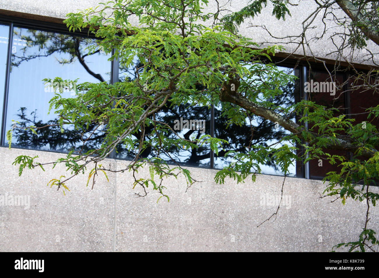 Baum Reflexion in Windows Stockfoto