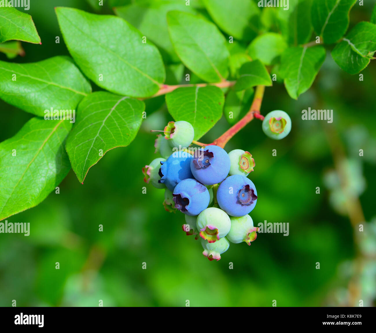 Wilde Blaubeeren Reifen auf der Rebe in der Wüste Wiese. Stockfoto