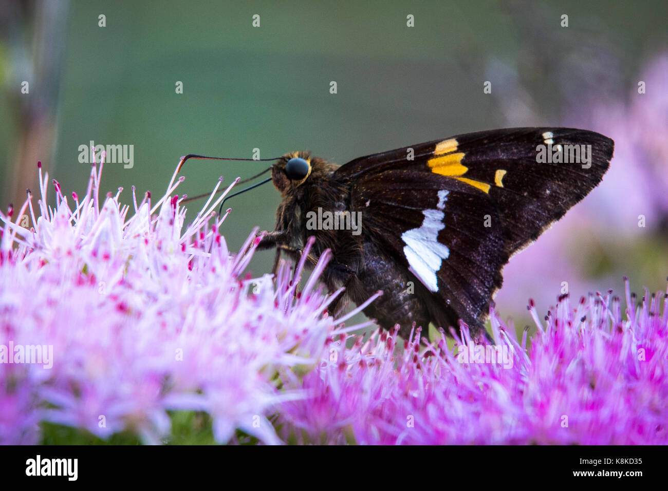 Silberfleckiger Skipper auf der rosa Blume Stockfoto