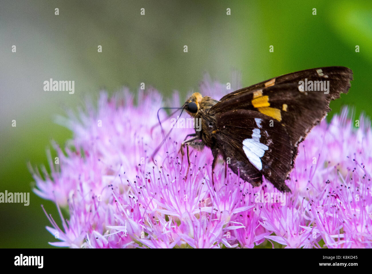 Silberfleckiger Skipper auf der rosa Blume Stockfoto