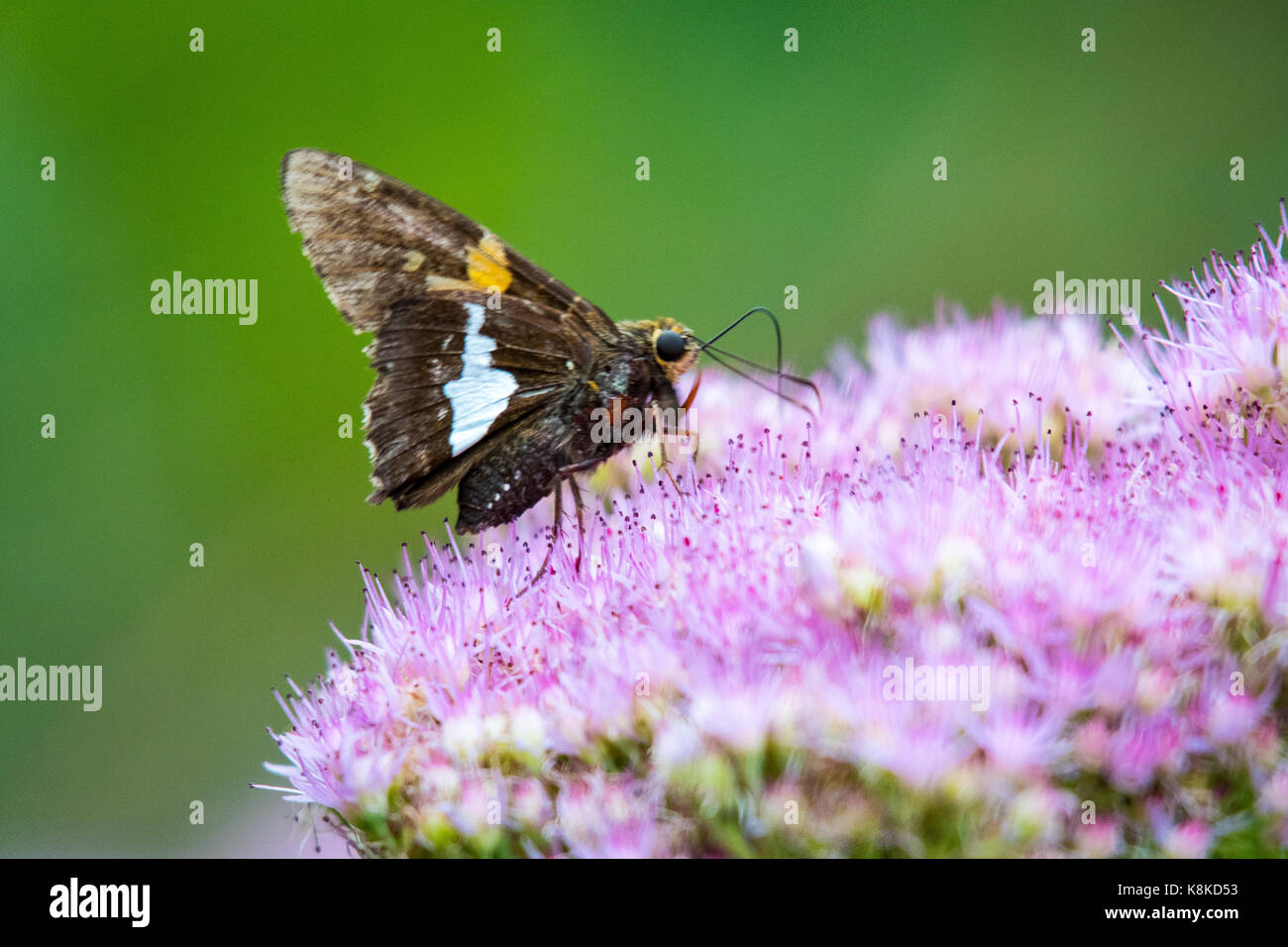 Silberfleckiger Skipper auf der rosa Blume Stockfoto