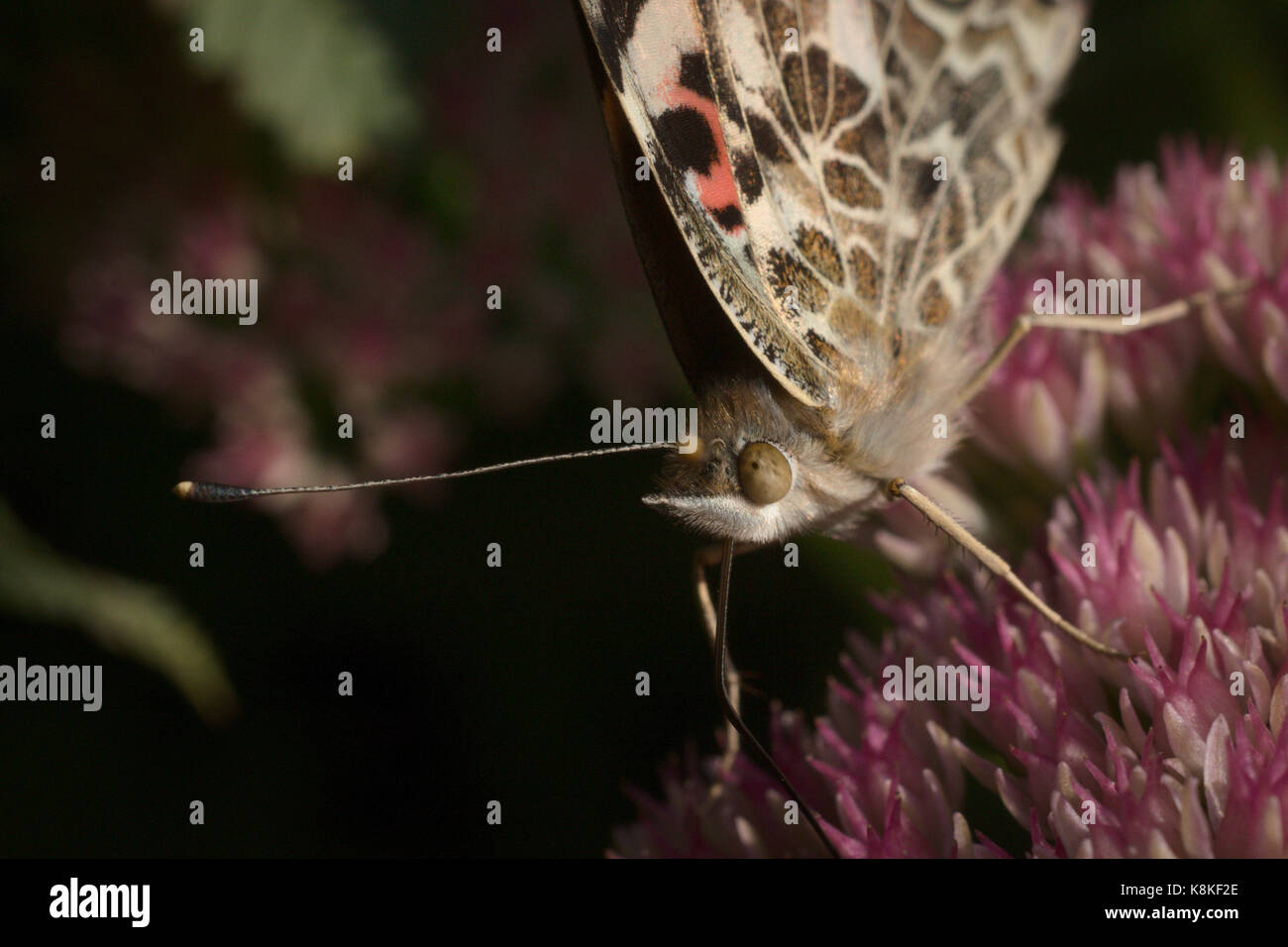 Amerikanische gemalte Schönheit Schmetterling Nectaring Sedum Blumen Stockfoto