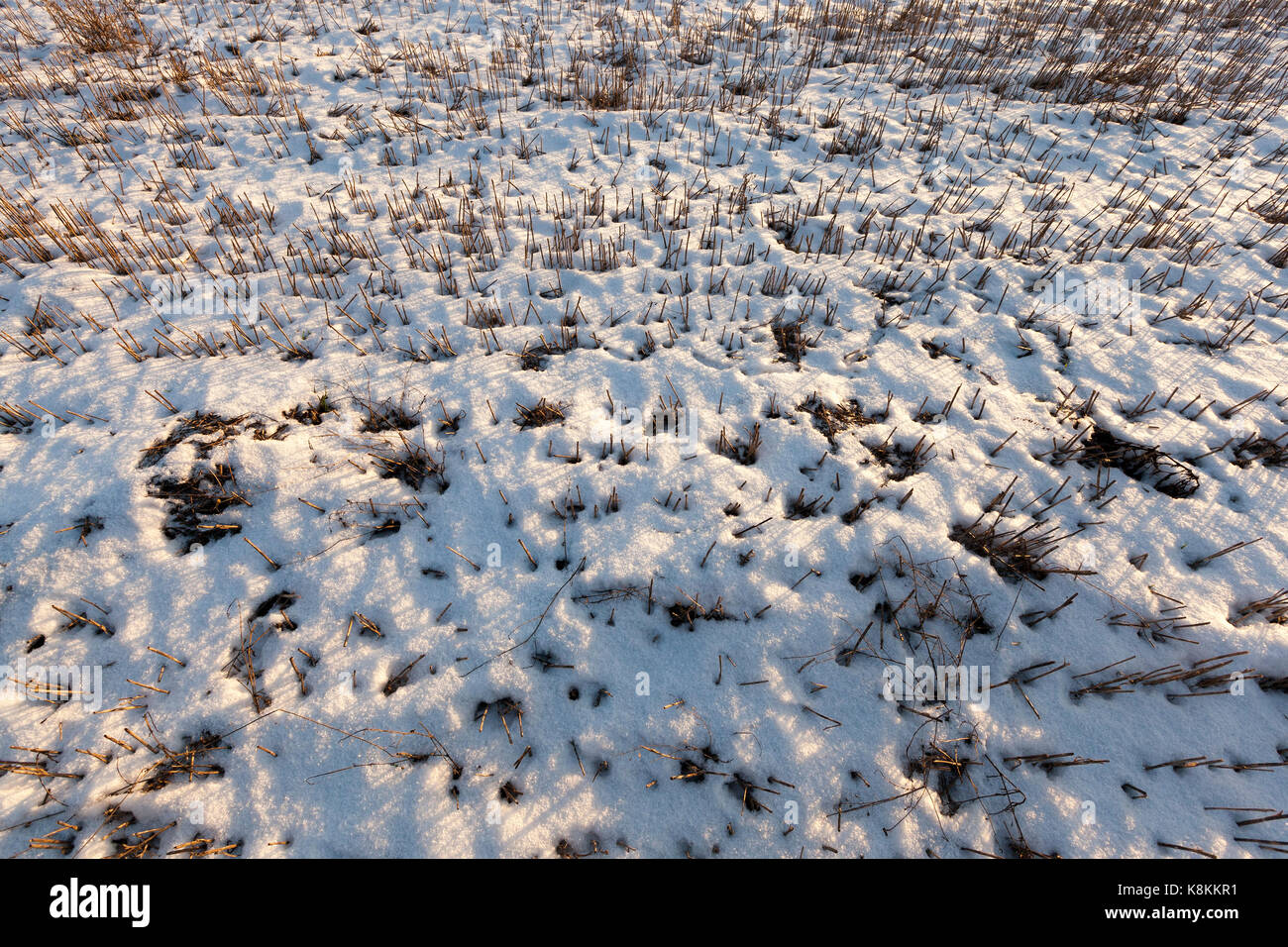 Feld, in dem Getreide geerntet wurde. Landwirtschaft in der Wintersaison. Auf den Boden legen die Drifts der weiße Schnee von der trockenen gelben Halme von herausragen Stockfoto