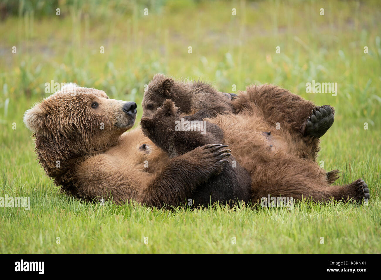 Brauner Bär sow Krankenpflege Zwillinge Stockfoto