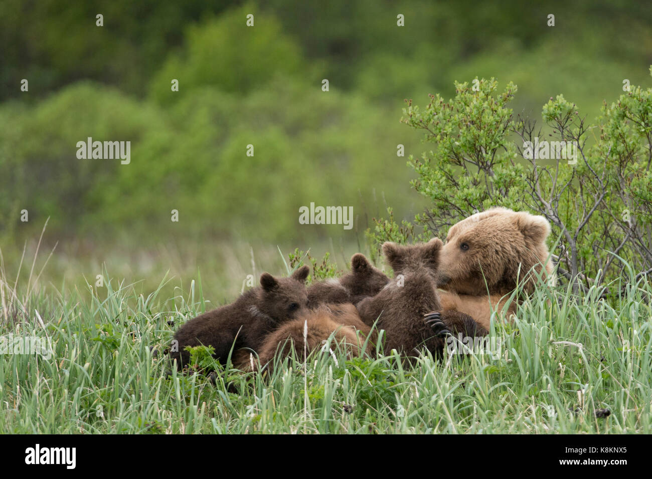 Brauner Bär sow Krankenpflege Drillinge Stockfoto