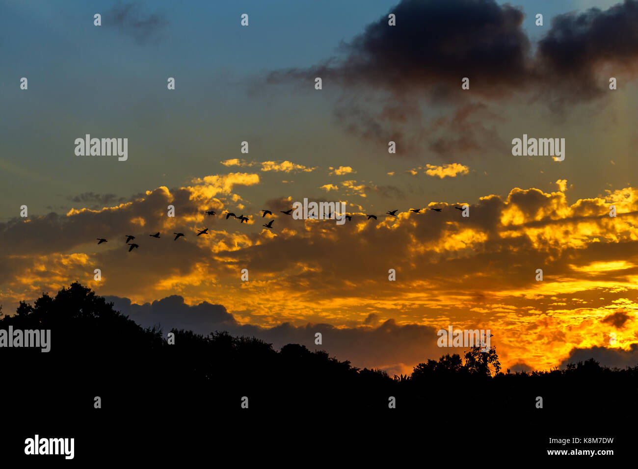 Sonnenuntergang fliegen von Gänsen Schnee Gänse fliegen über den Baumkronen bei Sonnenuntergang. Stockfoto