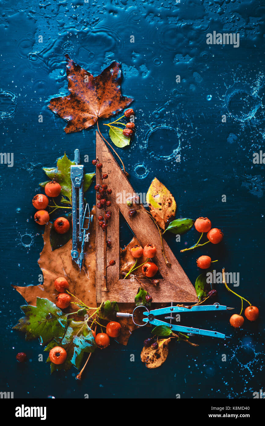 Herbst Geometrie. Holz- Geometrie-dreieck mit dem Zirkel, Herbst Blätter und Beeren auf einem dunklen feuchten Hintergrund mit Wassertropfen. Stillleben mit Schulmaterial. Stockfoto