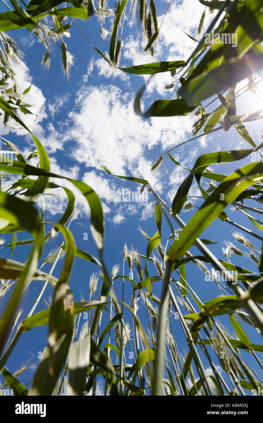 Fotografiert Agrarbereich mit grünen Ähren von Getreide. Bild von Unten. Blauer Himmel und Wolken. Das Foto ist unscharf Stockfoto