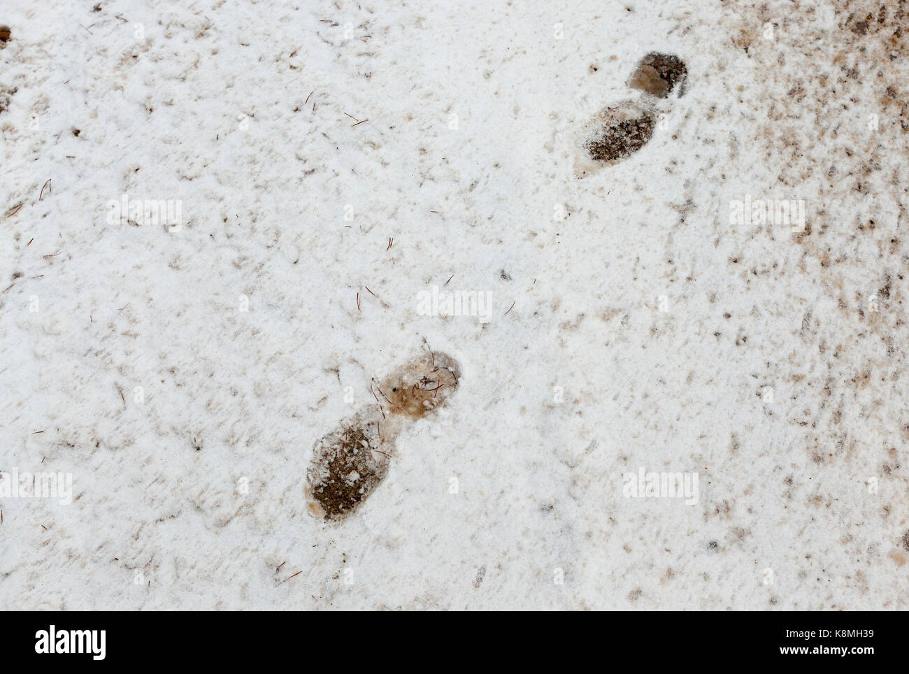Eine Nahaufnahme der Fußspuren eine links auf dem Schnee im Winter ...
