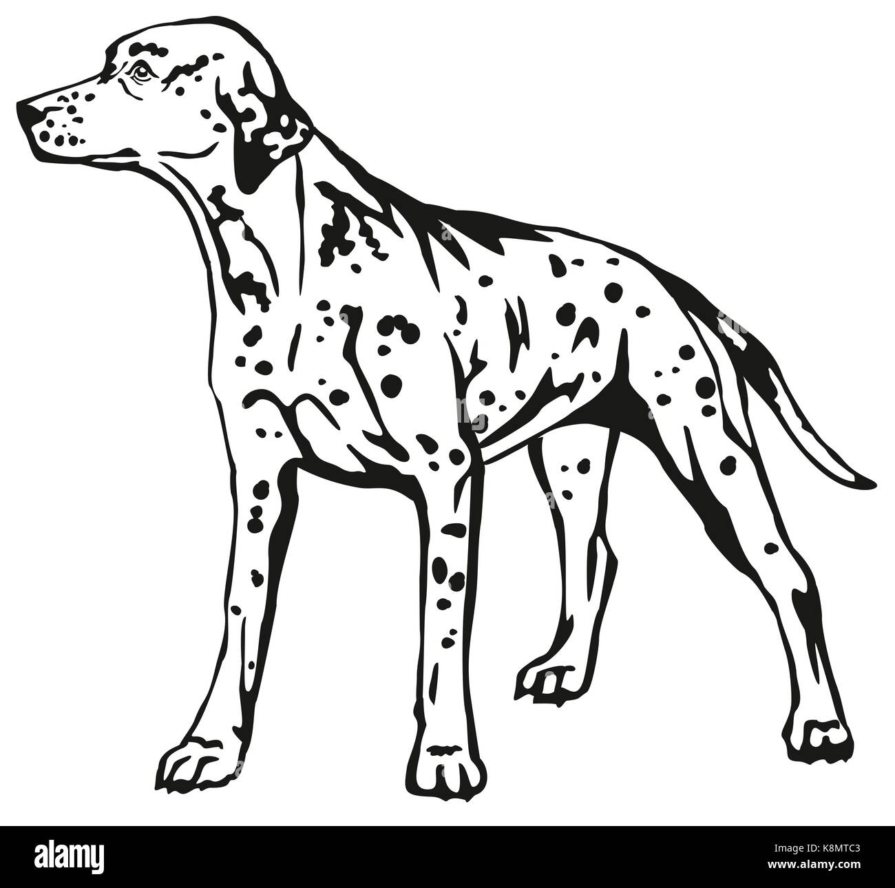 Dekorative Kontur Portrait von ständigen im Profil Dalmatiner, Vektor isoliert Abbildung in schwarz auf weißem Hintergrund Stock Vektor