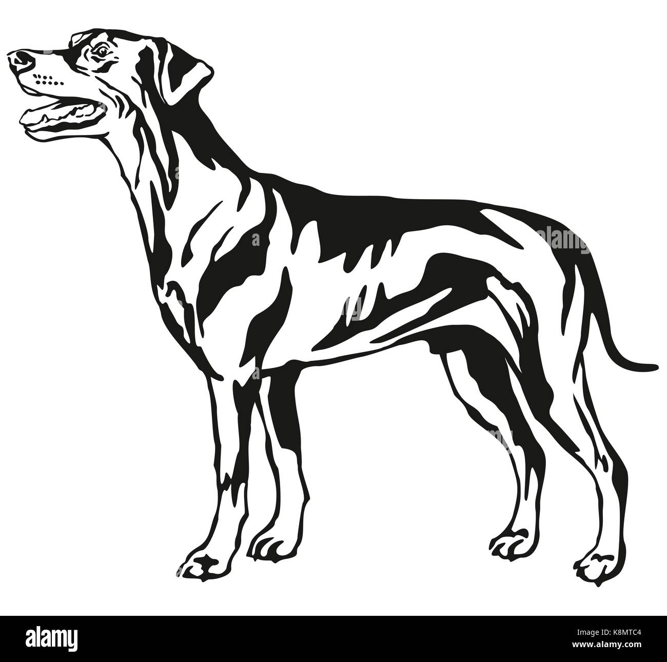 Dekorative Kontur Portrait von Hund, im Profil Deutsche Pinscher stehend (Standart), Vektor isoliert Abbildung in schwarz auf weißem Hintergrund Stock Vektor