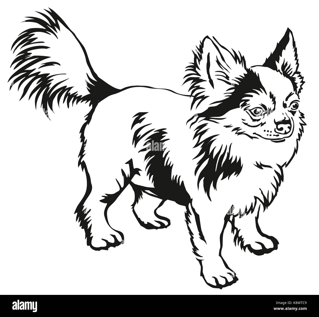 Dekorative Kontur Portrait von ständigen im Profil langhaarige Chihuahua Hund, Vektor isoliert Abbildung in schwarz auf weißem Hintergrund Stock Vektor