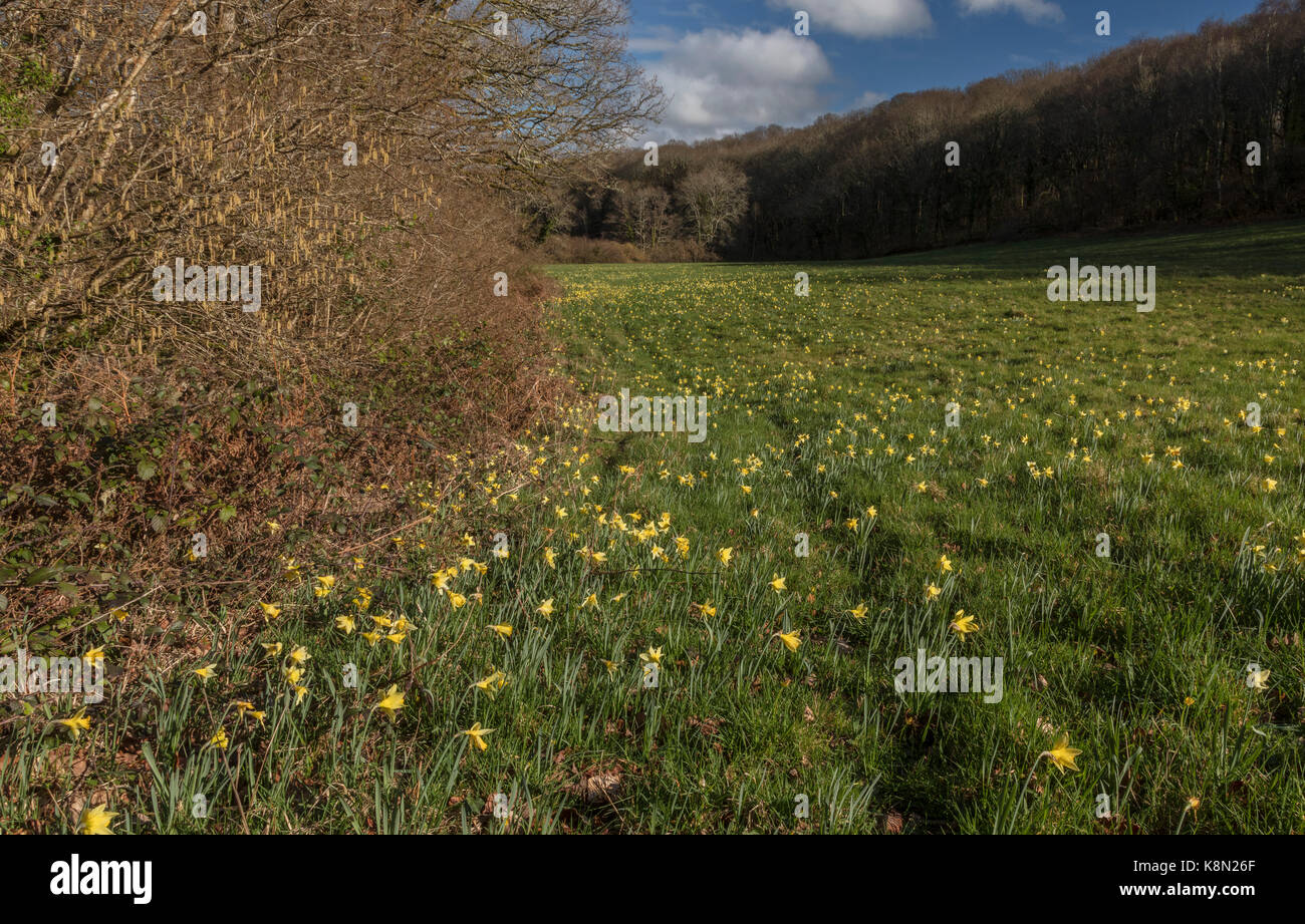 Wilde Narzissen, Narcissus pseudonarcissus im Frühjahr in der Dart Valley, Dartmoor, Devon Stockfoto