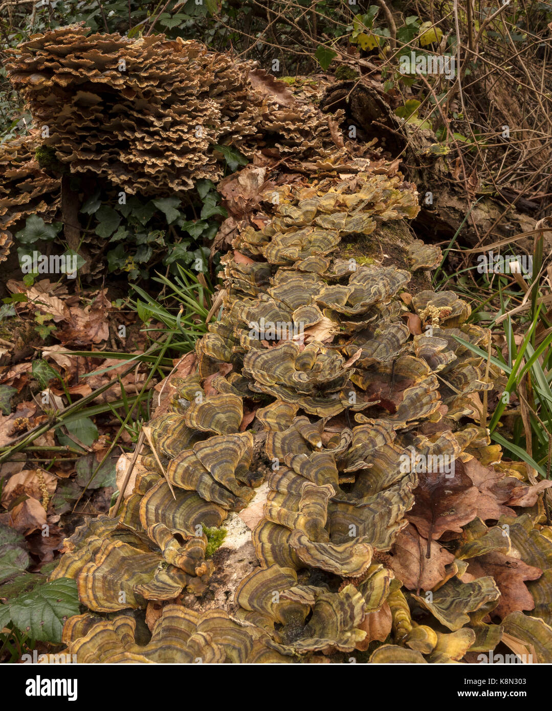 Turkeytail, Trametes versicolor, einer Halterung Pilz mit einer alten in weoodland anmelden, Devon Stockfoto