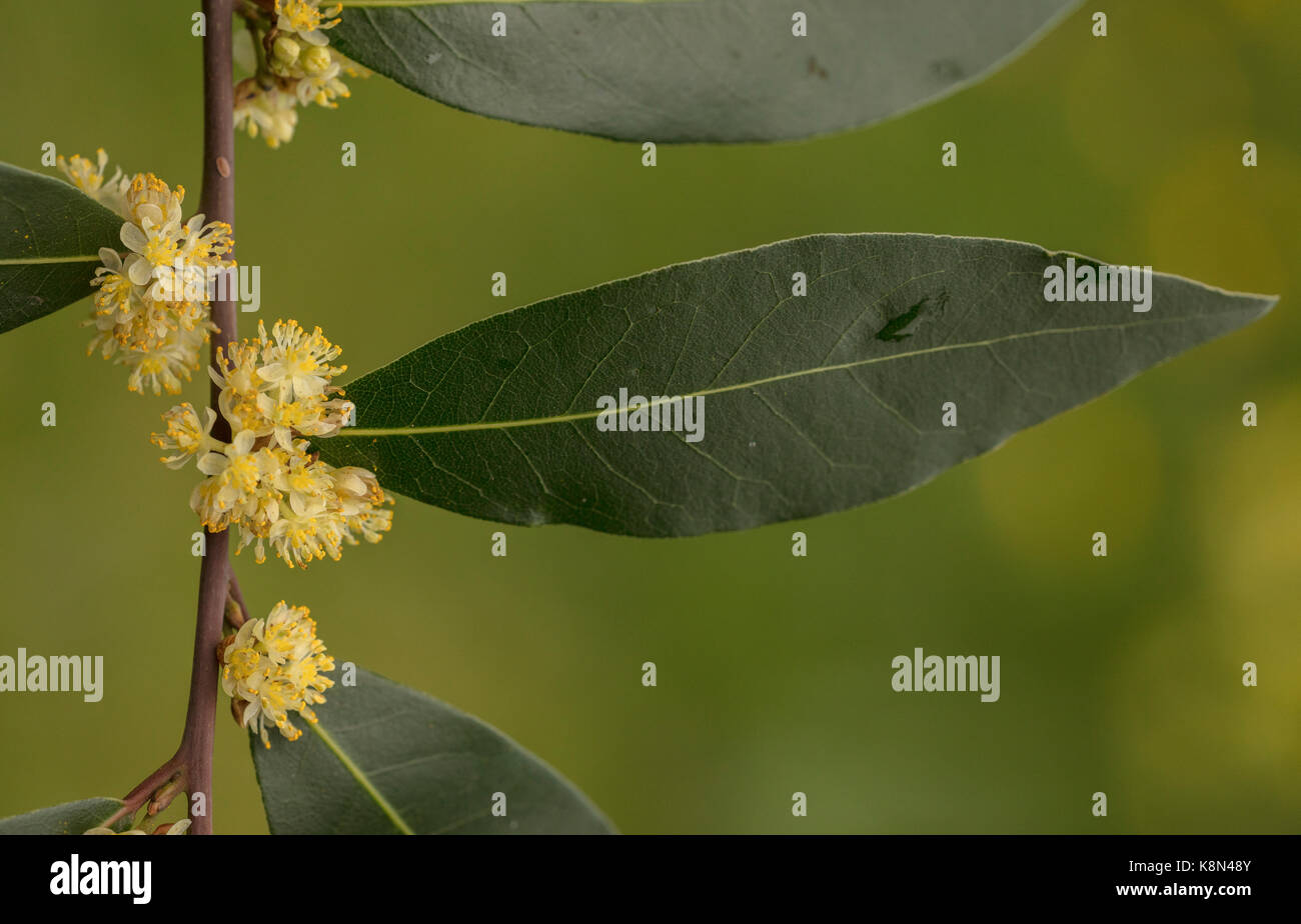 Süße Bay, Laurus nobilis, in Blüte im Frühjahr. Gemeinsame kulinarische Gewürz. Stockfoto