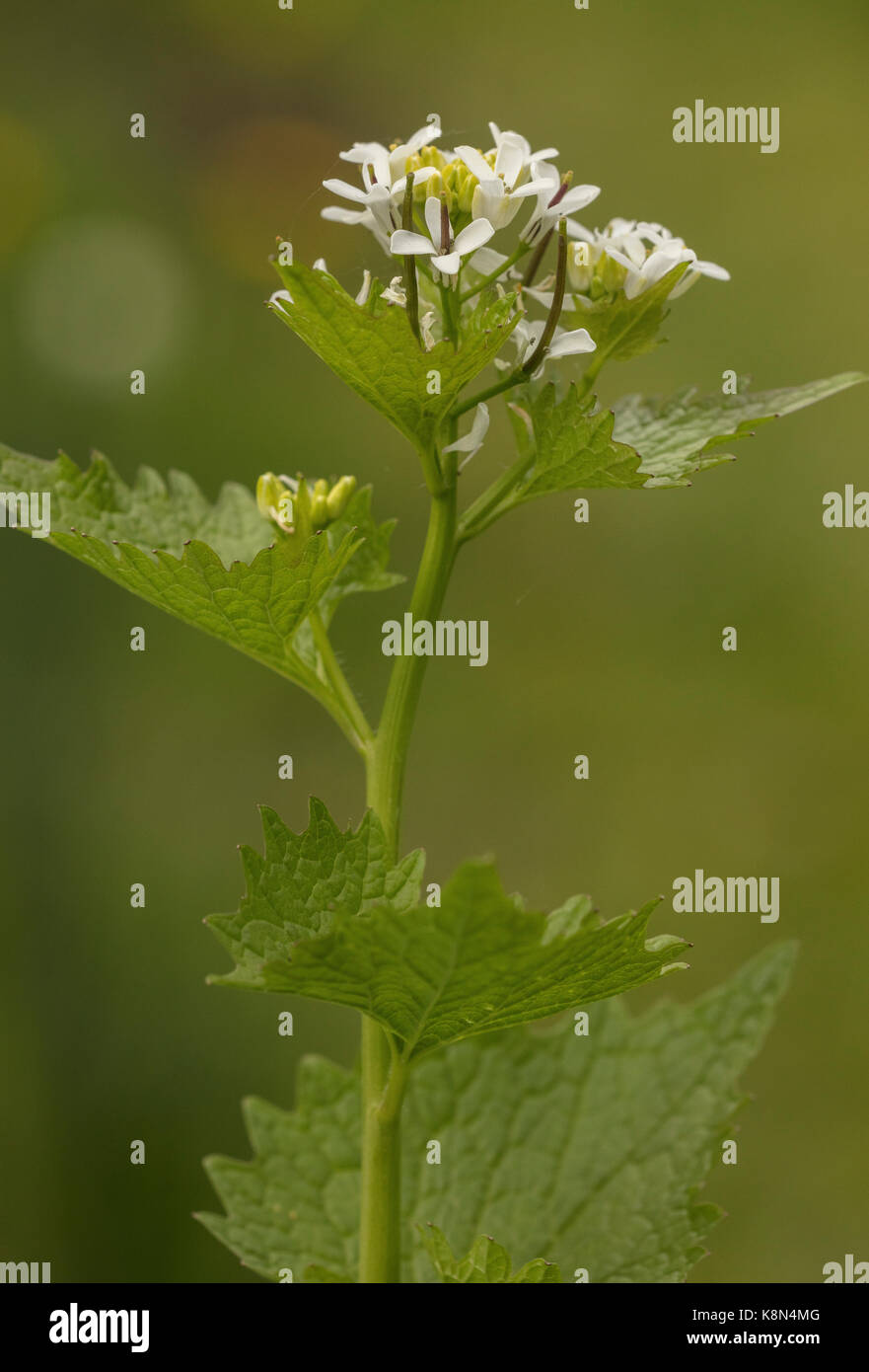 Jack-by-the-Absicherung oder Knoblauch Senf, Alliaria petiolata, in Blüte im Frühjahr. Stockfoto