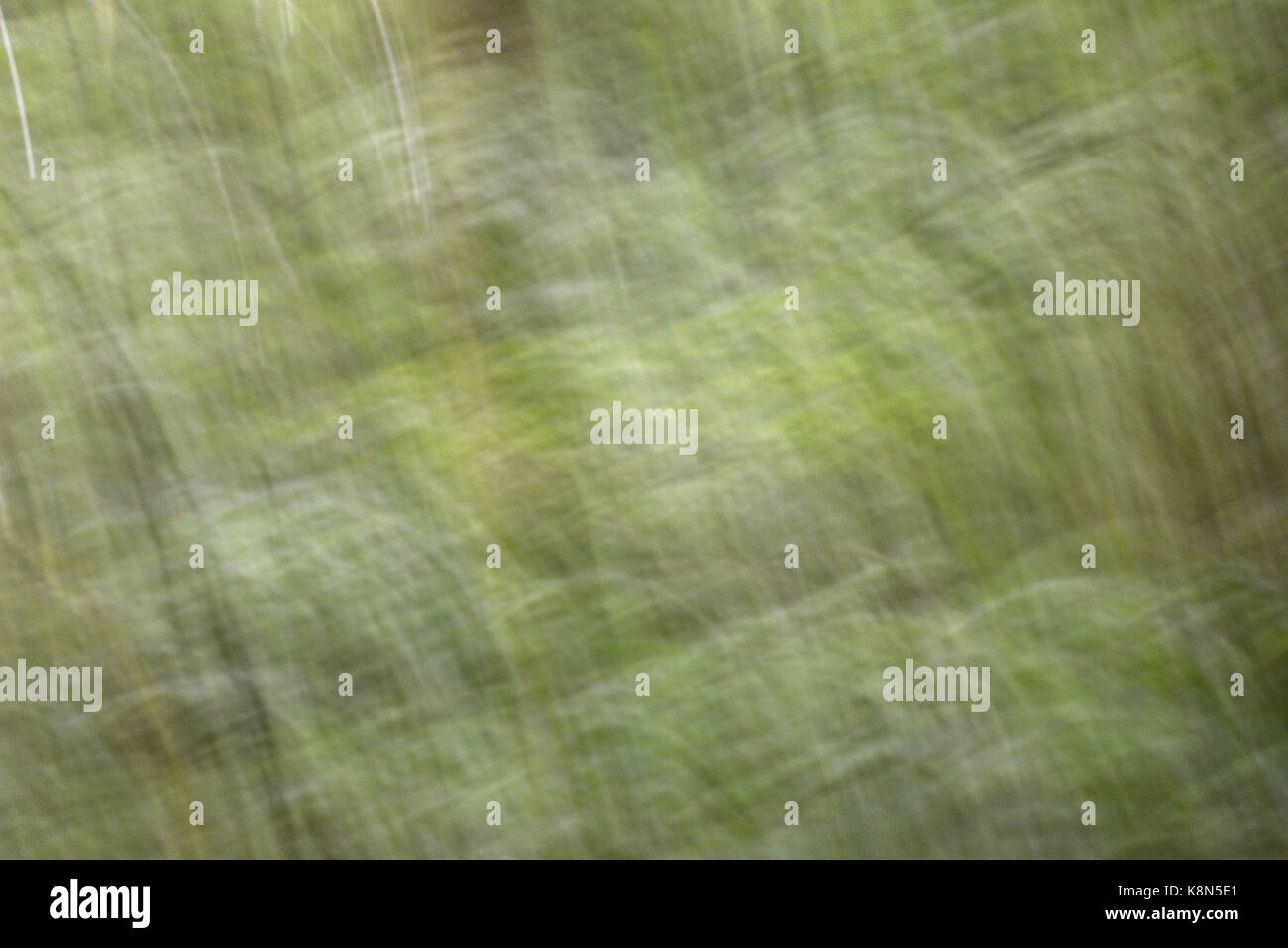 Wald-abstrakt Stockfoto