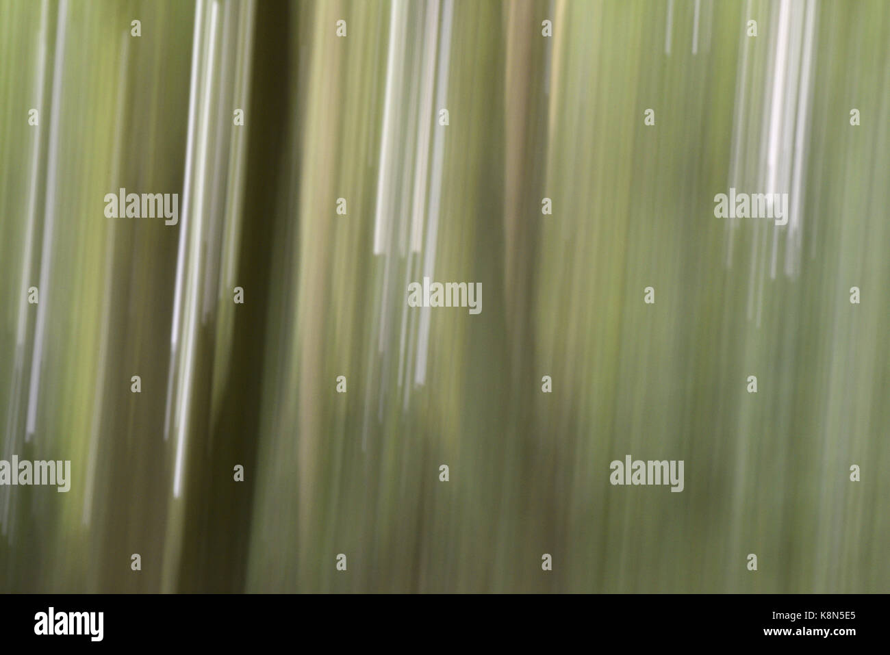 Wald-abstrakt Stockfoto