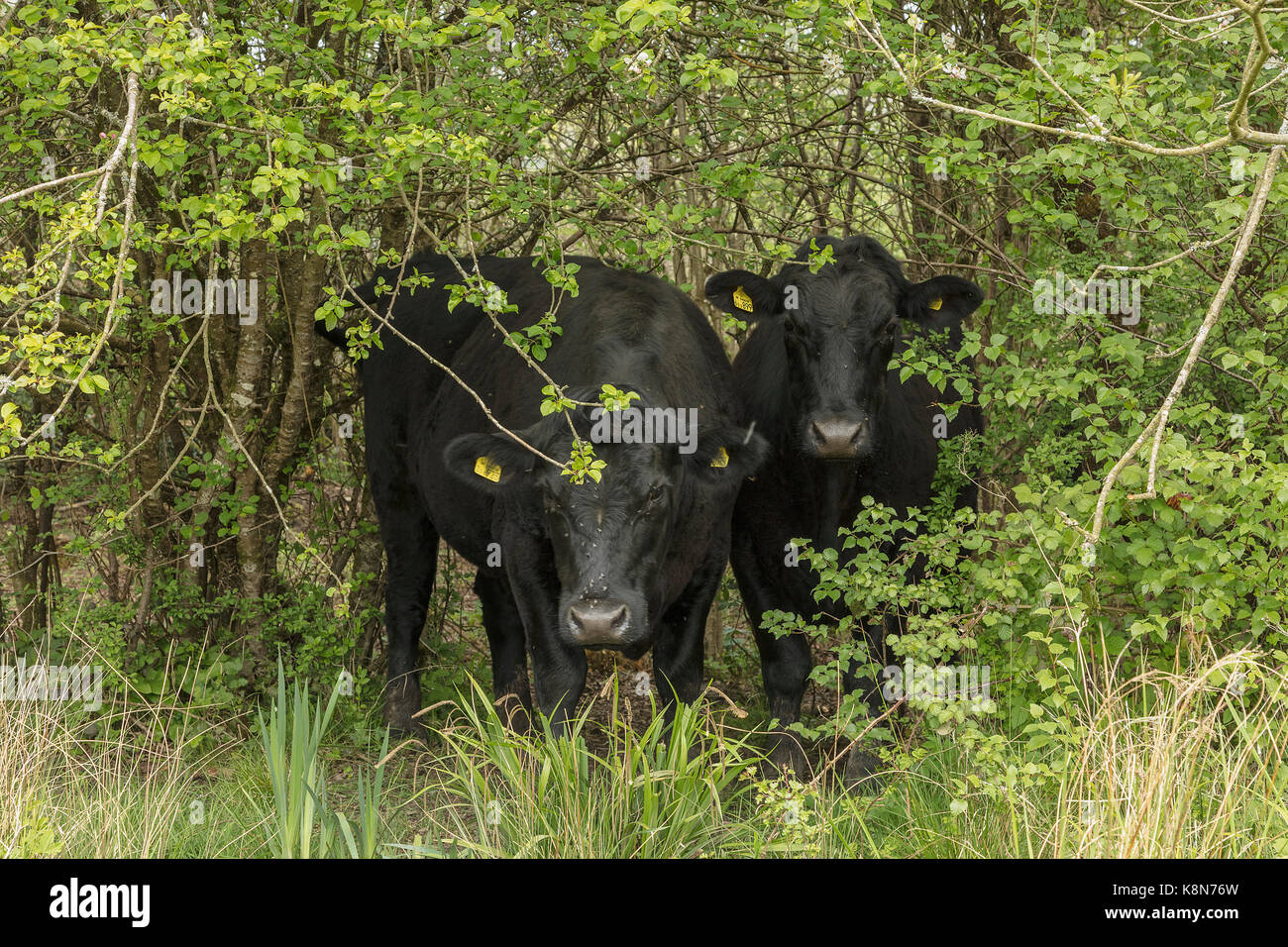 Junge Shetland Vieh auf Powerstock, Dorset Stockfoto