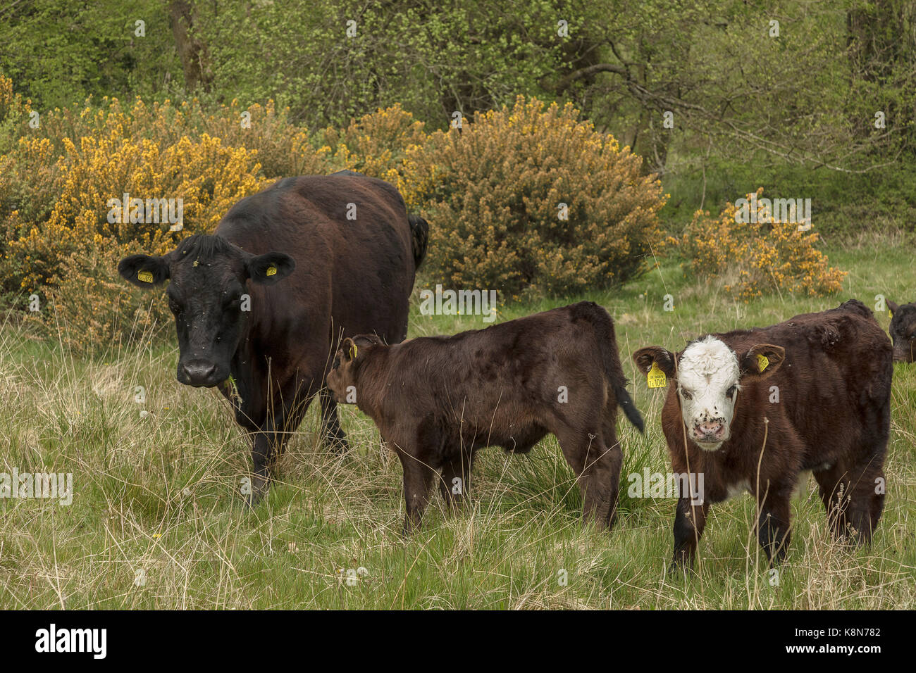 Shetland Rinder weiden Kingcombe Naturschutzgebiet, Dorset Stockfoto