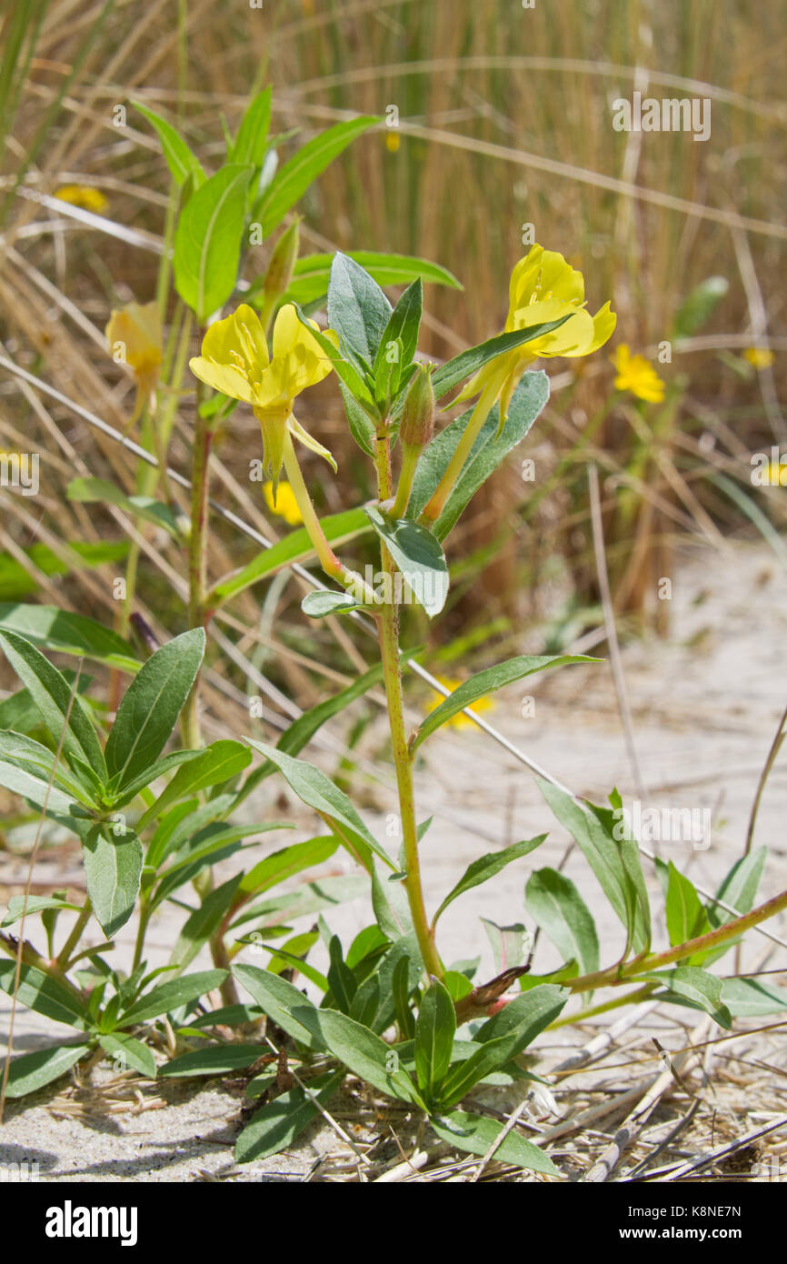 Gemeinsamen Abend - Primrose in den Dünen Stockfoto