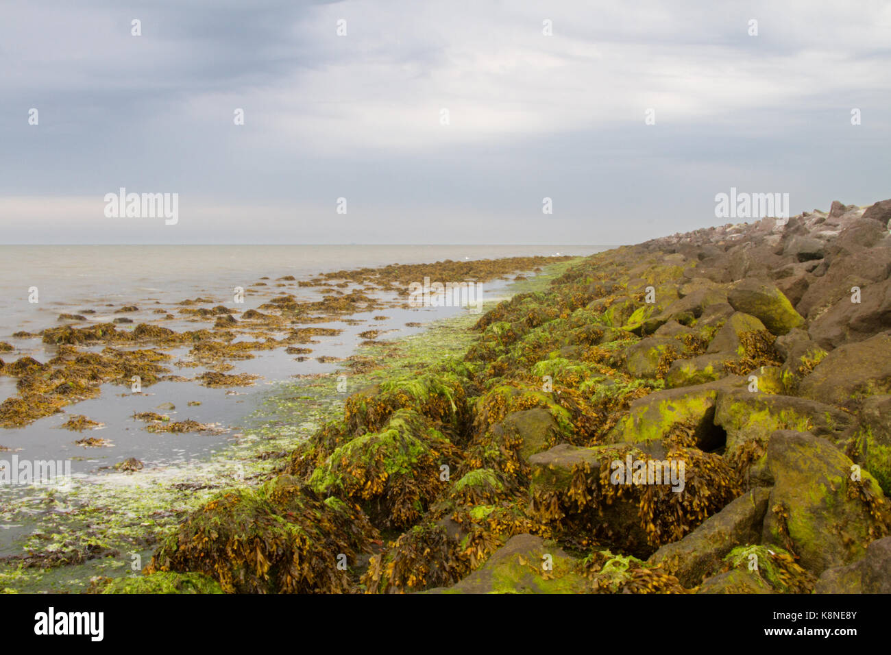 Blasentang Algen auf den Steinen eines Deiches befestigt Stockfoto