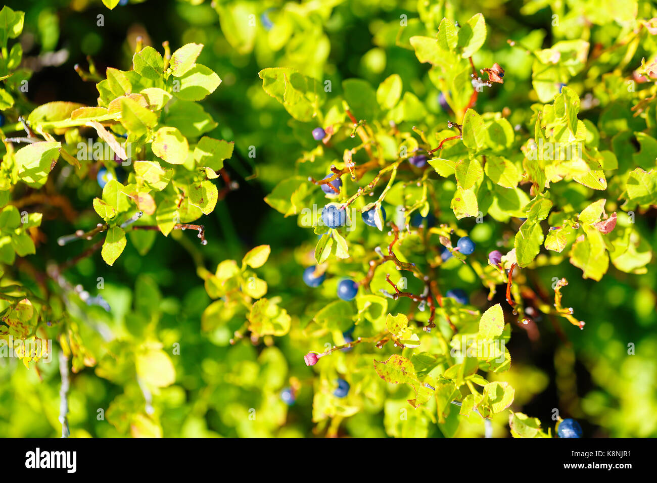 Vaccinium Myrtillus Tree Stockfotos und bilder Kaufen Seite 3 Alamy