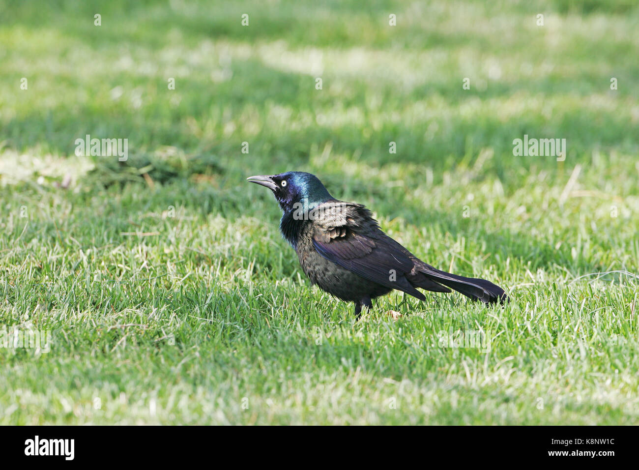 Gemeinsame grackle Quiscalus quiscula Erwachsenen auf dem Grünland Stockfoto