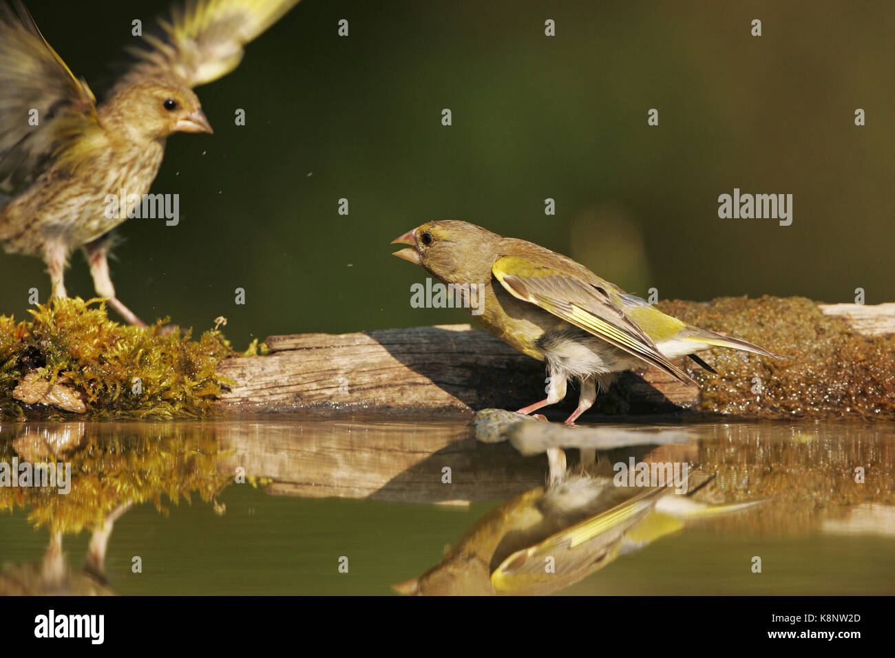 Europäische grünfink Carduelis chloris weiblichen Anzeigen agreession zu Jugendlichen neben Trinkwasser Pool in der Nähe von tiszaalpar Ungarn Stockfoto