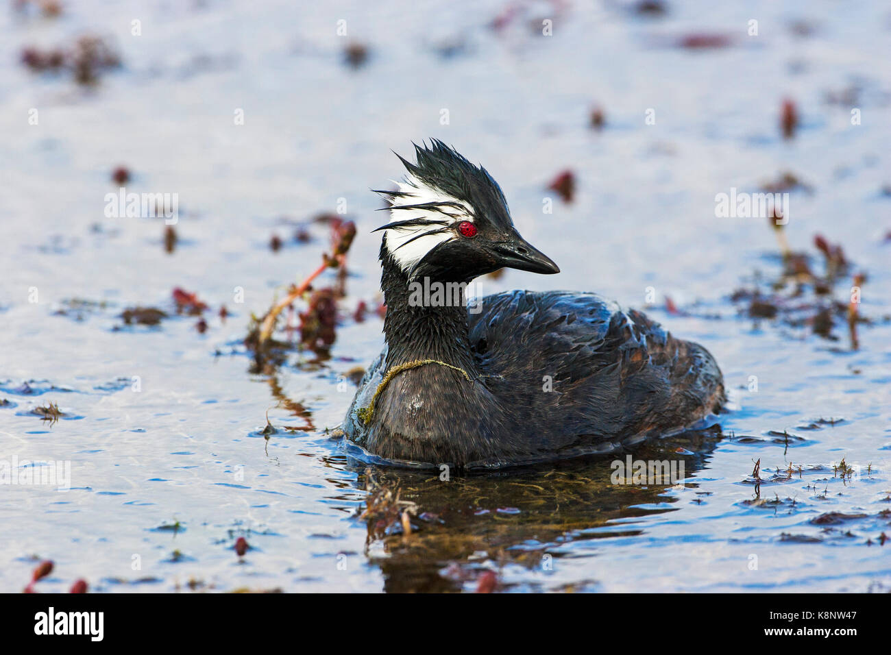 Weiß-getuftete grebe Rollandia rolland Rolland Erwachsenen auf dem Teich in der Nähe von Gipsy Cove Osten Falklandinseln Falkland Inseln Stockfoto