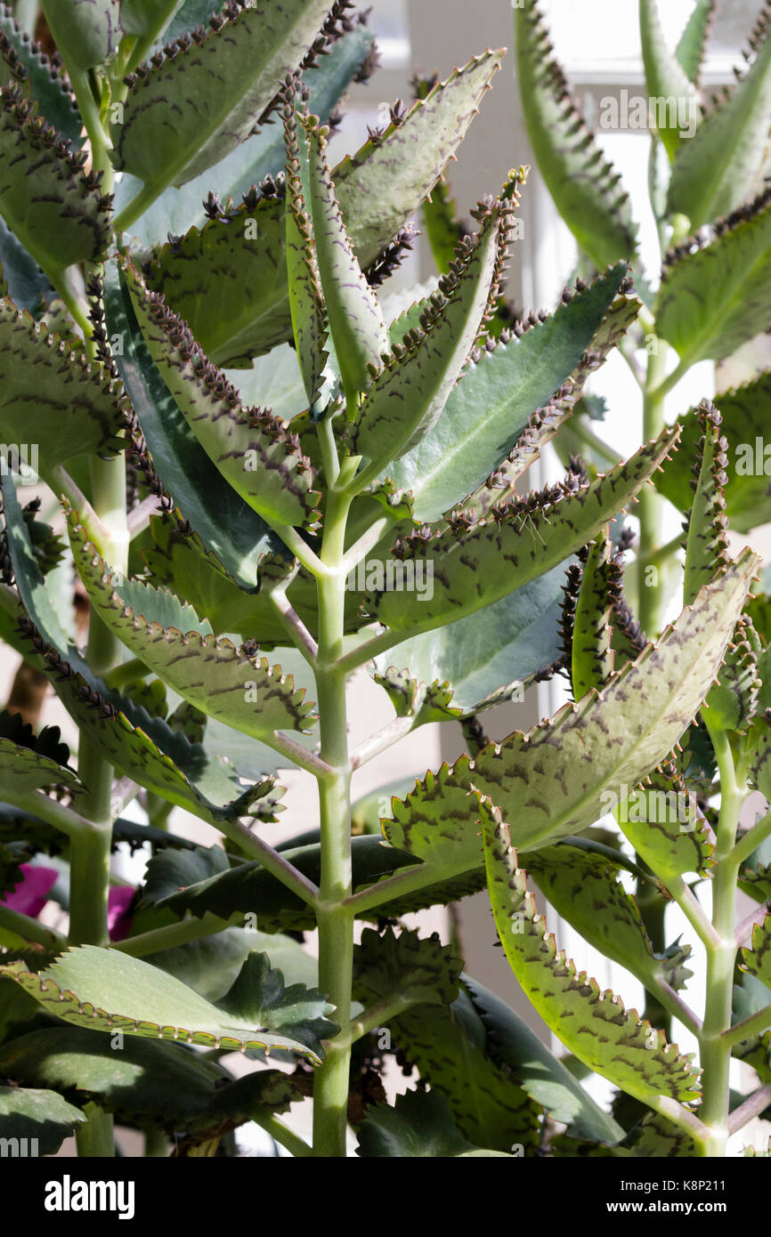 Fleckige Blätter mit kleinen Jungpflanzen entwickeln auf Ihre Margen der Backbone des zarten saftigen Teufel, Kalanchoe daigremontiana Stockfoto