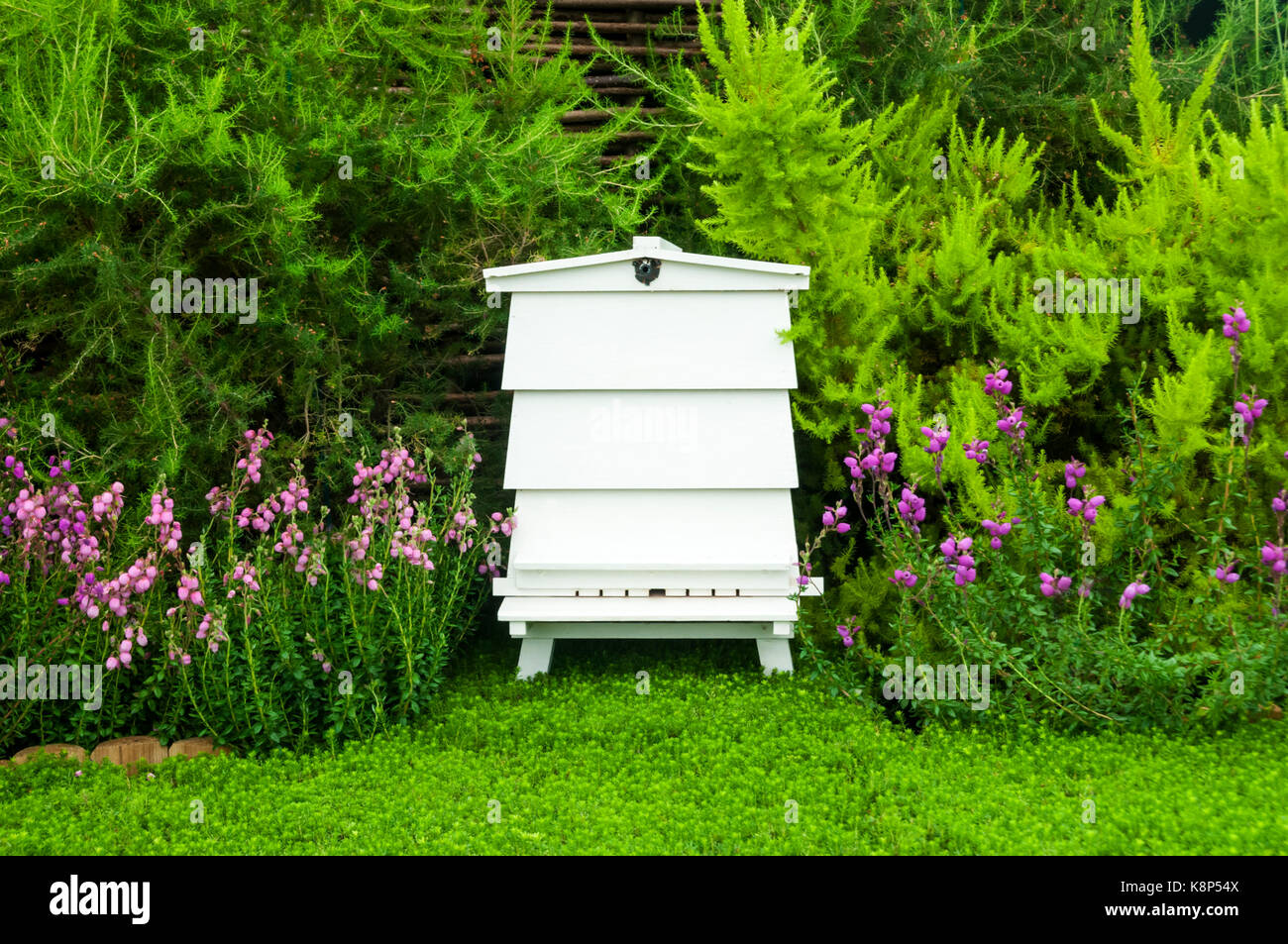 Traditioneller weißer Bienenstock aus Holz, umgeben von verschiedenen Heidearten. Stockfoto