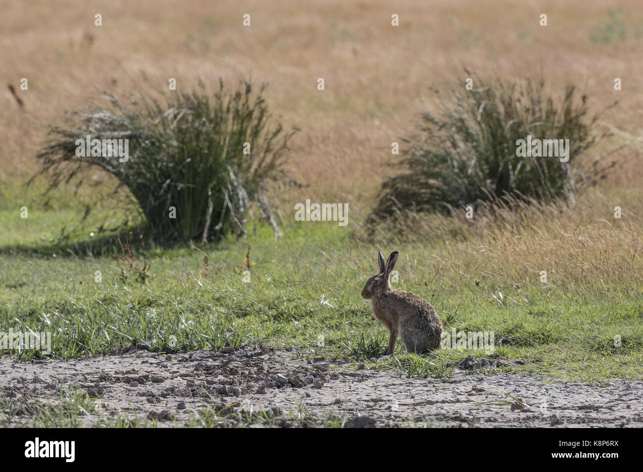 Feldhase auf deepdale Marsh Norfolk Stockfoto