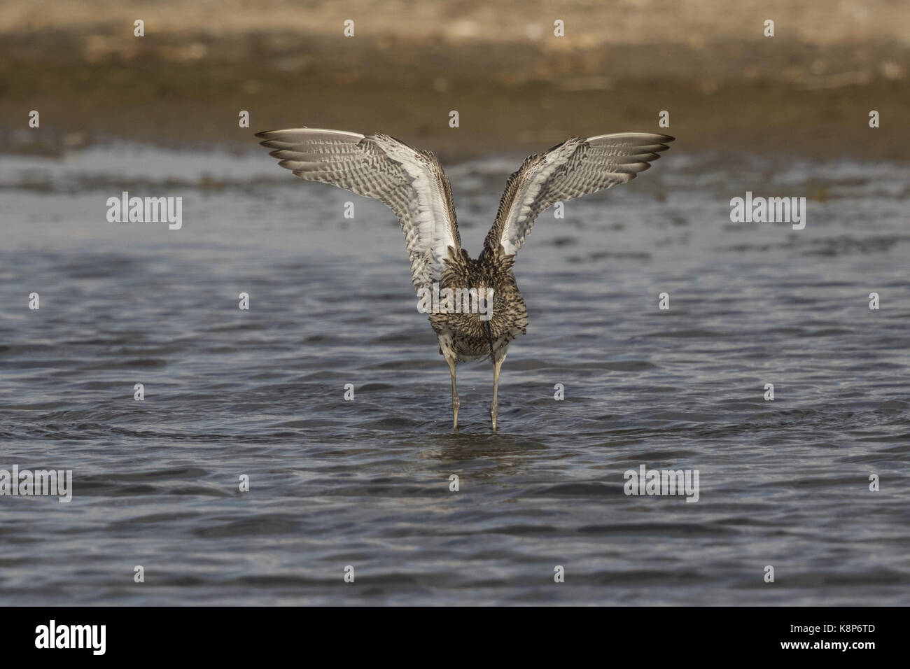 Curlew Flügel flattern beim Baden im Deepdale Marsh, Norfolk. Stockfoto
