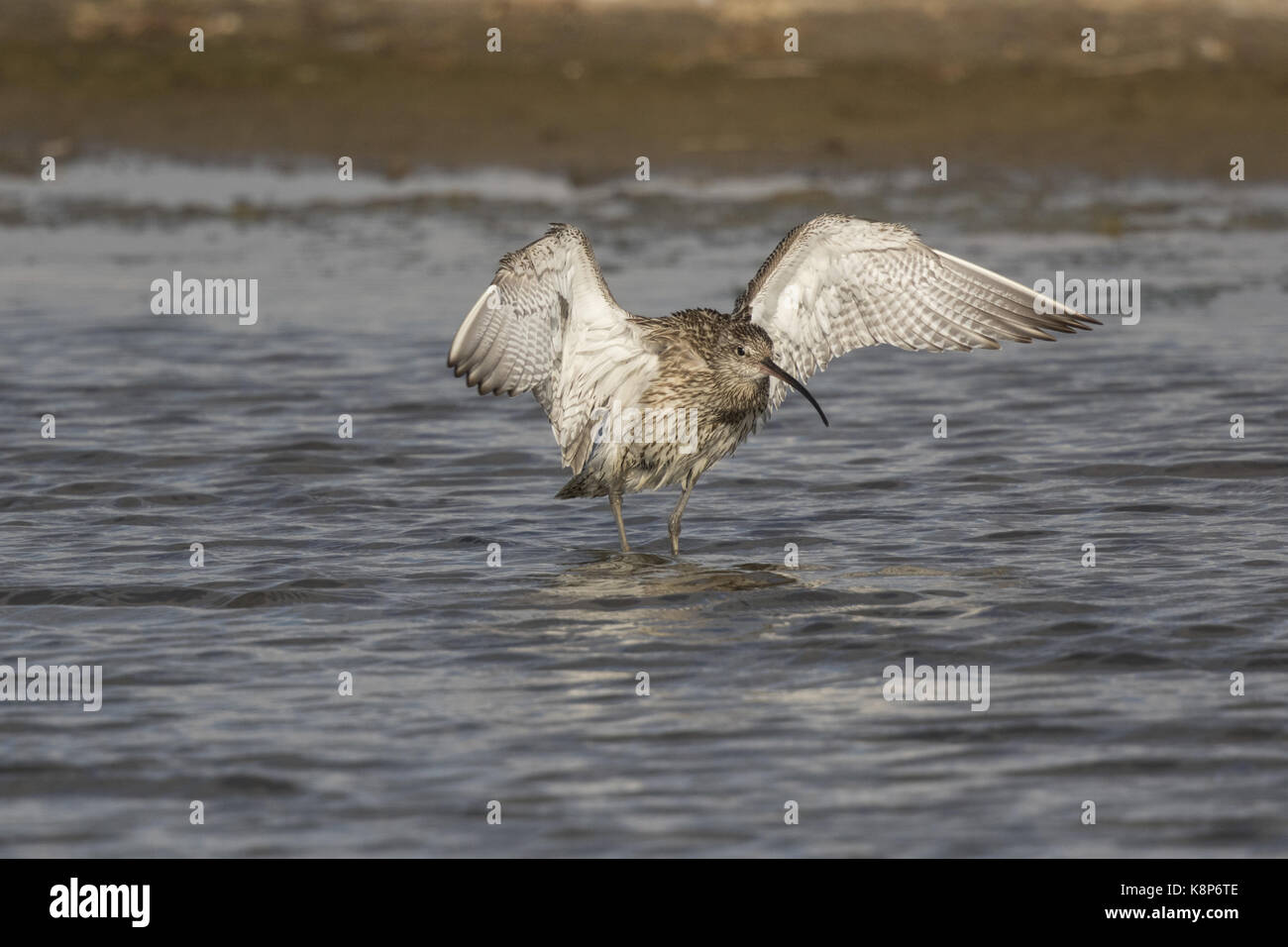 Curlew Flügel flattern beim Baden im Deepdale Marsh, Norfolk. Stockfoto