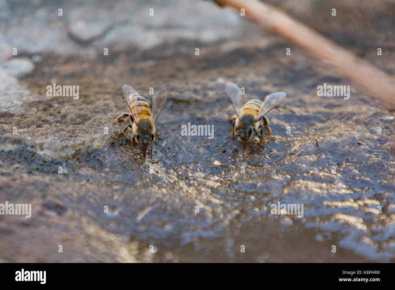 Asunción, Paraguay. 20 Sep, 2017. Einen sonnigen Tag in Asuncion mit hohen Temperaturen um 37°C wie Honig Bienen suchen flache Wasser Quellen in der Nähe von eine Pfütze hydriert zu bleiben. Credit: Andre M. Chang/ARDUOPRESS/Alamy leben Nachrichten Stockfoto