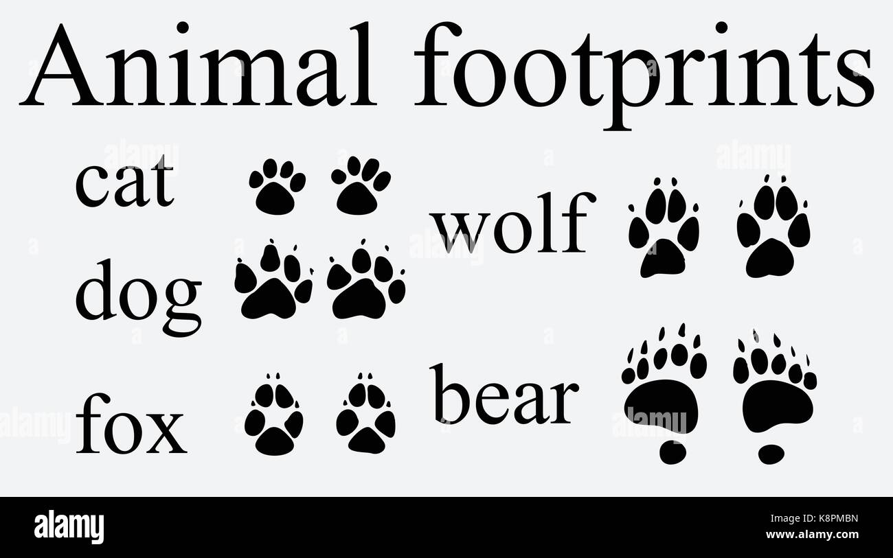 Satz von tierischen Wanderwege, Fußabdrücke mit Namen isoliert auf weißem Hintergrund. Silhouetten Vektor-illustration Stock Vektor