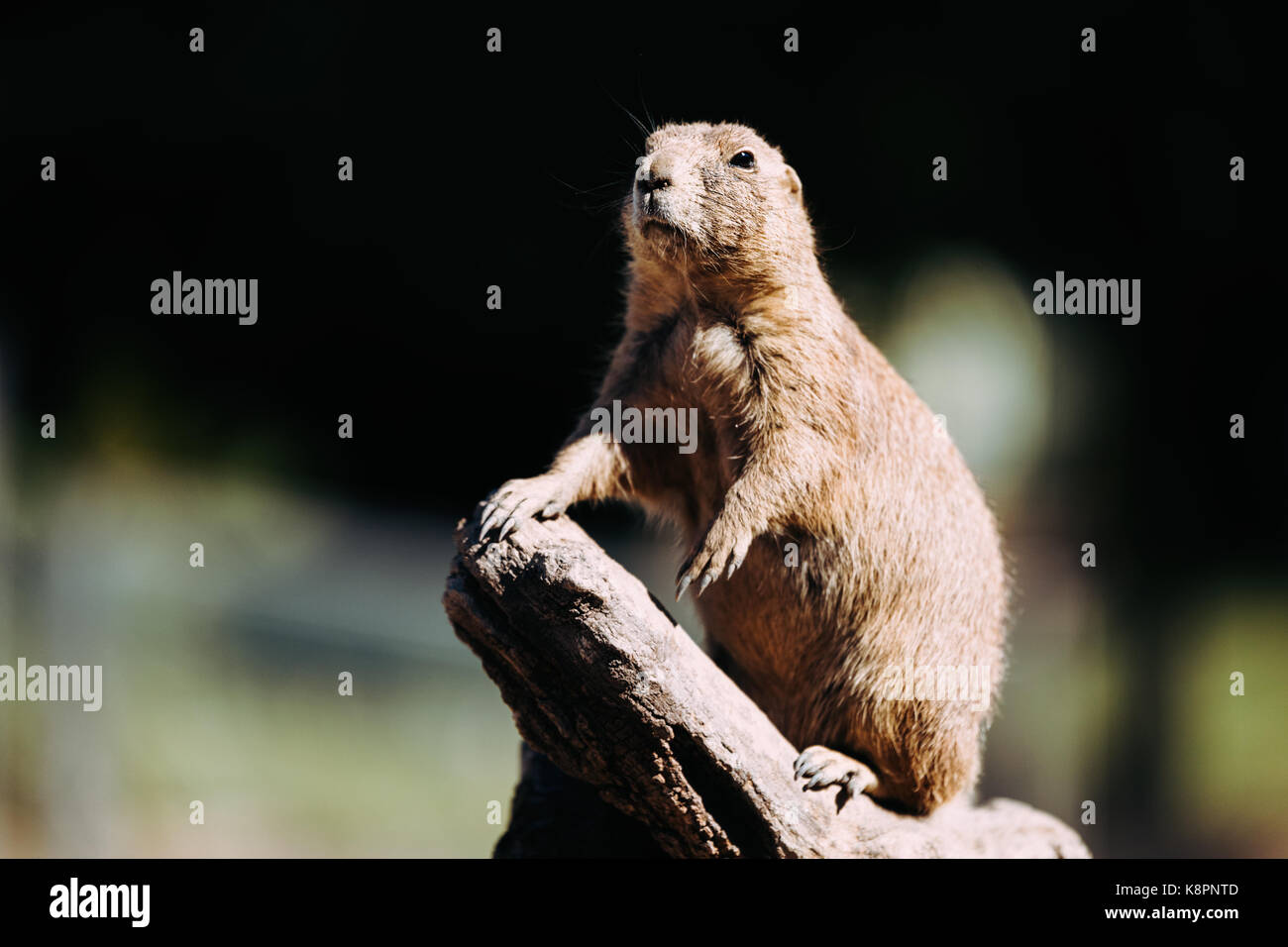 Portrait von wenig Murmeltier stehend auf Baum in der Natur Stockfoto