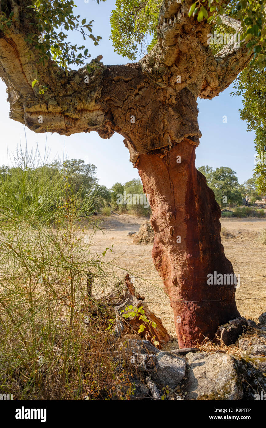 Trunk der Korkeiche - Quercus suber - Cork im Süden Extremadura, Spanien entfernt. Stockfoto