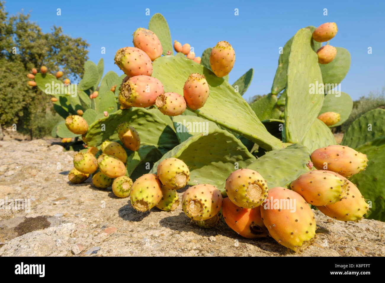 In der Nähe von reifenden Kaktus Frucht mit stacheligen Nadeln und dicke saftige grüne Blätter Stockfoto