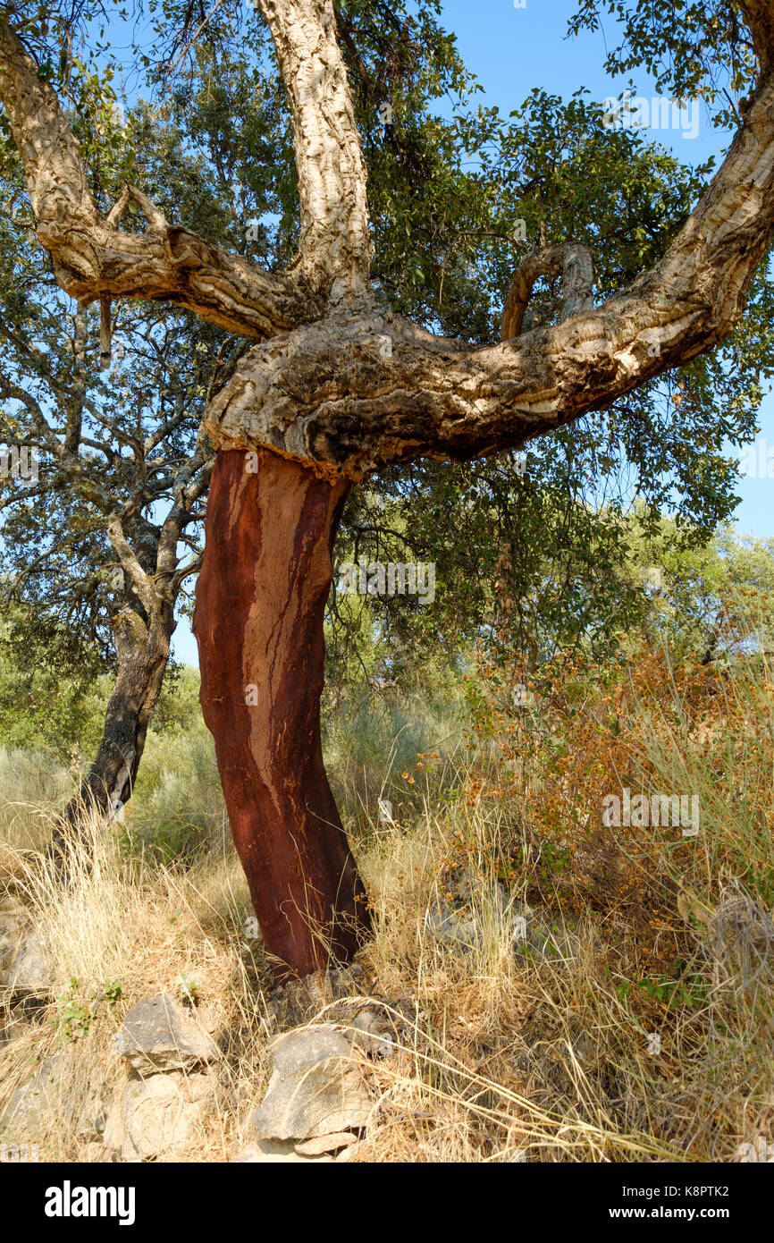 Trunk der Korkeiche - Quercus suber - Cork im Süden Extremadura, Spanien entfernt. Stockfoto