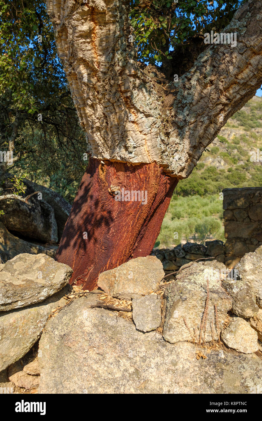 Trunk der Korkeiche - Quercus suber - Cork im Süden Extremadura, Spanien entfernt. Stockfoto