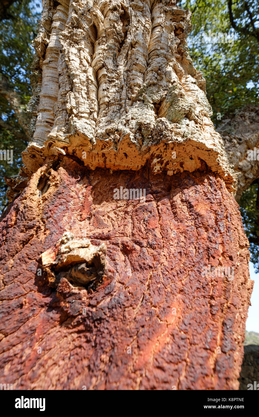 Trunk der Korkeiche - Quercus suber - Cork im Süden Extremadura, Spanien entfernt. Stockfoto