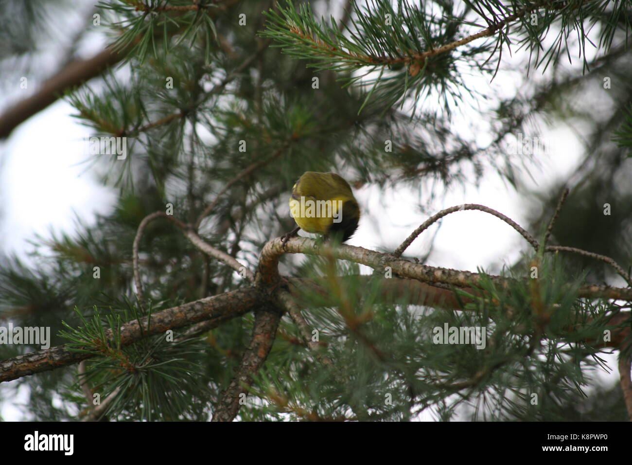 Vogel Bild (immer noch die Eingabe von Informationen - mehr Details oben kommend) Stockfoto