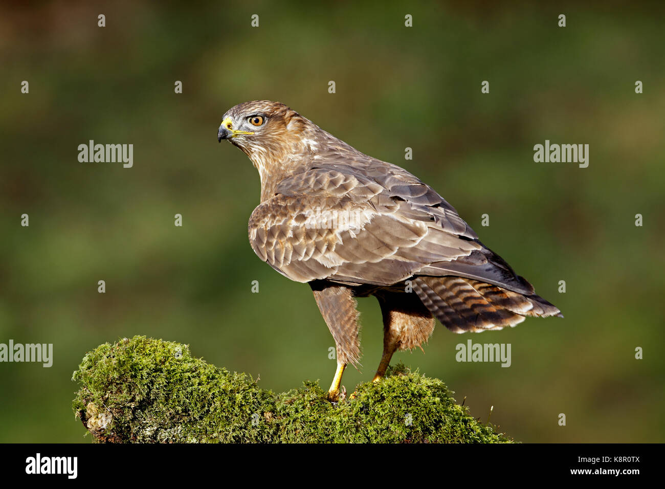 Mäusebussard Buteo buteo Mäusebussard thront auf Moos bedeckt, in Wäldern, Februar, Schottland, Großbritannien. Stockfoto
