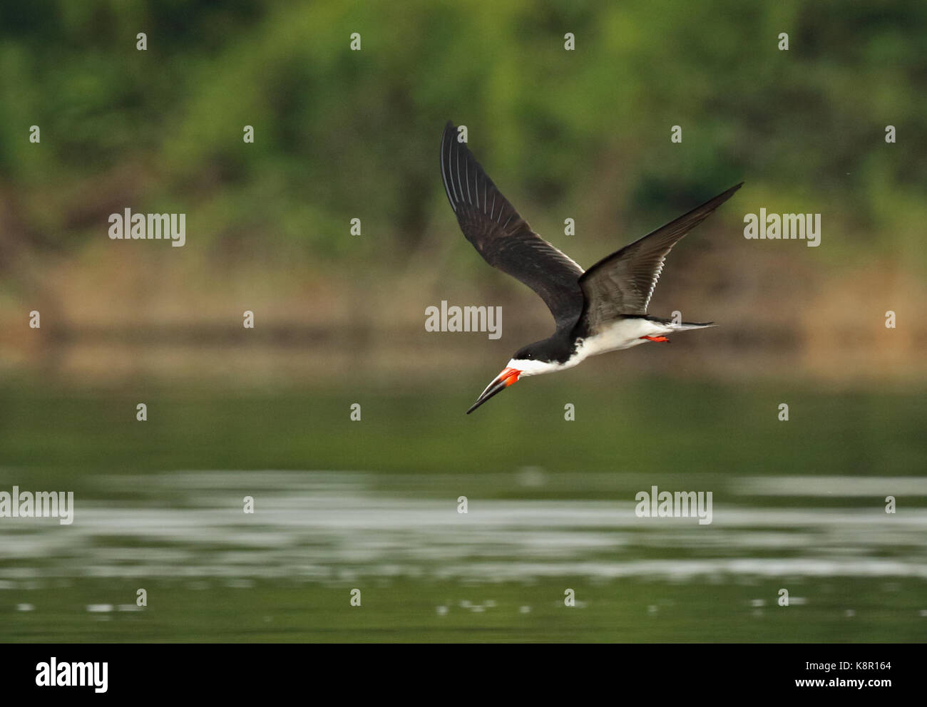 Schwarzes Abstreicheisen (Rynchops niger cinerascens) Erwachsene im Flug über River, Guaviara Inirida, Kolumbien November Stockfoto