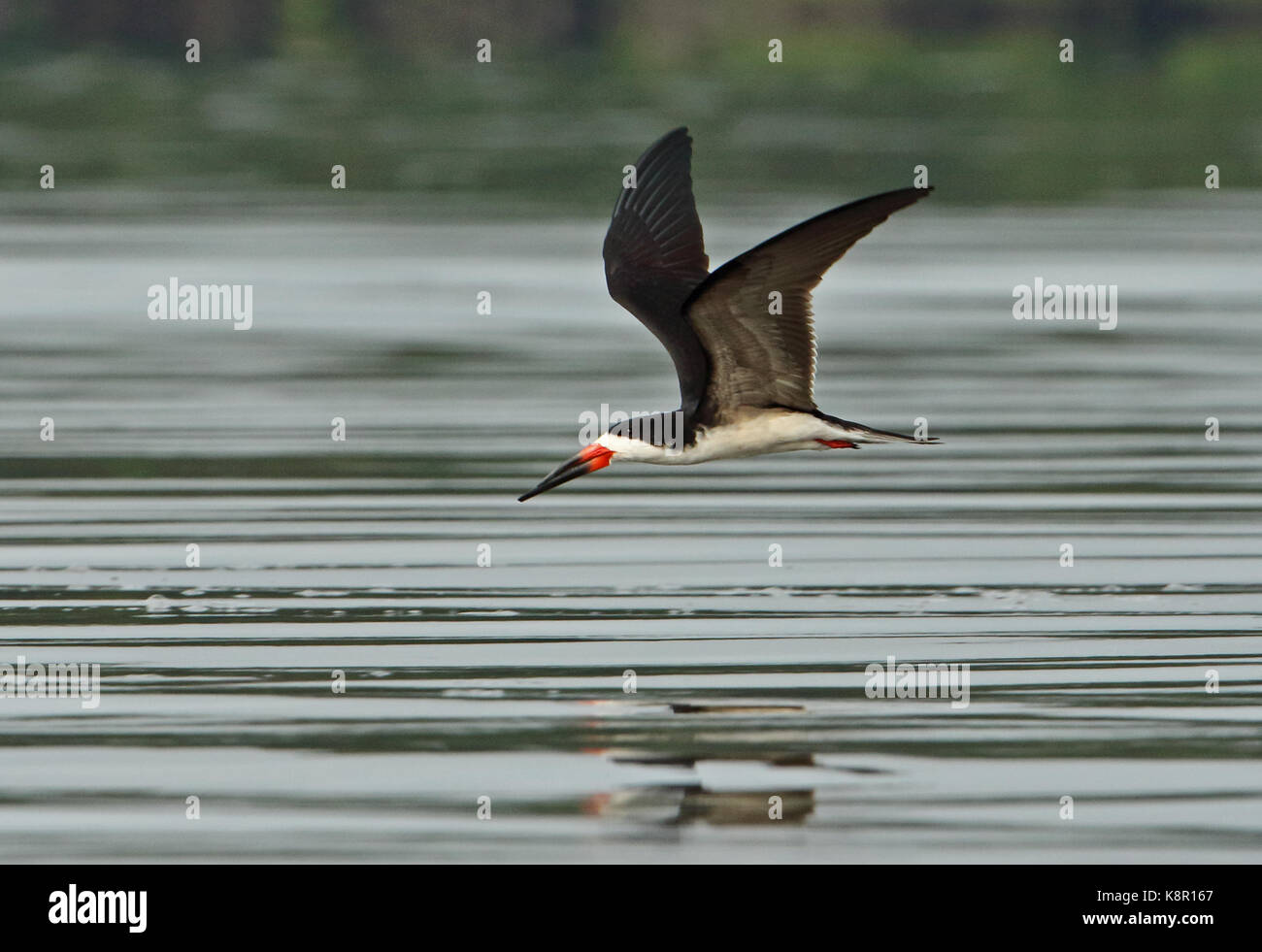 Schwarzes Abstreicheisen (Rynchops niger cinerascens) Erwachsene im Flug über River, Guaviara Inirida, Kolumbien November Stockfoto